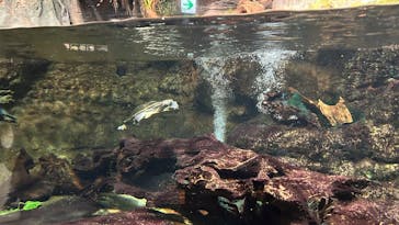 サンシャイン水族館に投稿された画像（2025/7/6）