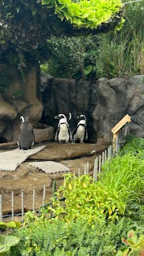 サンシャイン水族館に投稿された画像（2025/7/6）