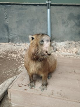 カワスイ 川崎⽔族館に投稿された画像（2025/7/6）