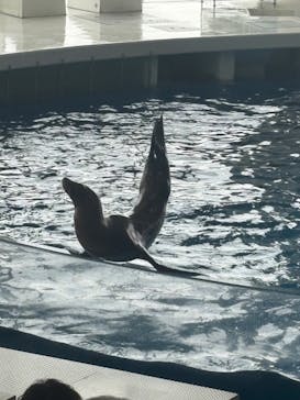 アクアワールド茨城県大洗水族館に投稿された画像（2025/7/6）