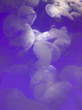 アクアワールド茨城県大洗水族館に投稿された画像（2025/7/6）