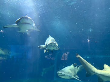 アクアワールド茨城県大洗水族館に投稿された画像（2025/7/6）
