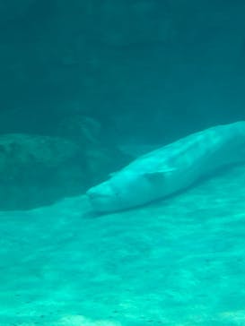 名古屋港水族館に投稿された画像（2025/7/6）