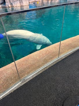 名古屋港水族館に投稿された画像（2025/7/6）