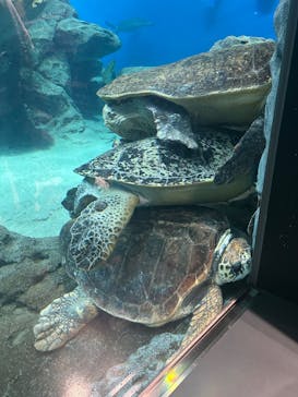 名古屋港水族館に投稿された画像（2025/7/6）