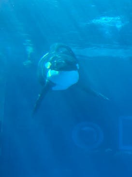名古屋港水族館に投稿された画像（2025/7/6）