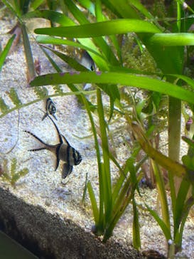 しながわ水族館に投稿された画像（2025/7/6）