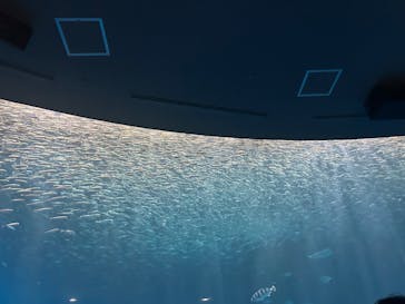 しながわ水族館に投稿された画像（2025/7/6）