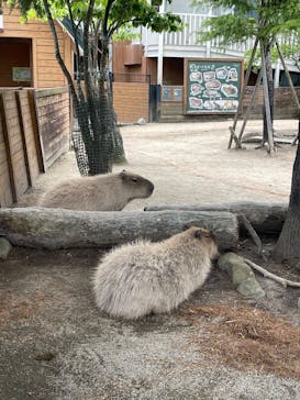 那須どうぶつ王国に投稿された画像（2025/7/6）