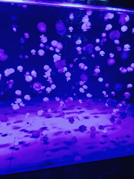 京都鉄道博物館×京都水族館に投稿された画像（2025/7/6）