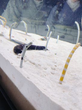 京都鉄道博物館×京都水族館に投稿された画像（2025/7/6）