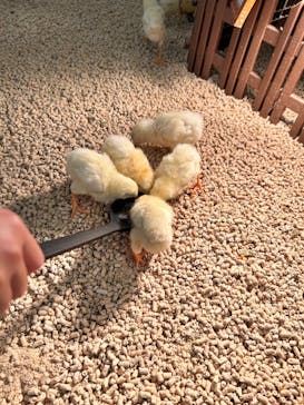 Moff アニマル カフェ イーアス 高尾店に投稿された画像（2025/7/6）