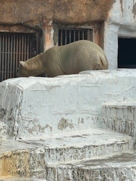 天王寺動物園に投稿された画像（2025/7/6）