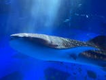 のとじま水族館に投稿された画像（2025/7/6）