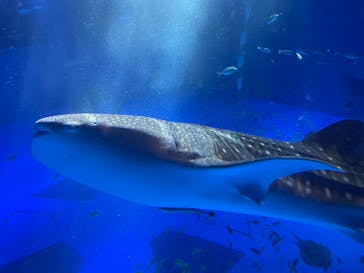 のとじま水族館に投稿された画像（2025/7/6）