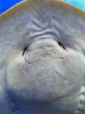 のとじま水族館に投稿された画像（2025/7/6）