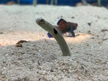 のとじま水族館に投稿された画像（2025/7/6）