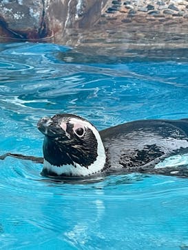 のとじま水族館に投稿された画像（2025/7/6）
