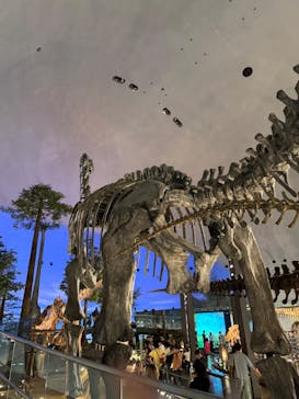 福井県立恐竜博物館に投稿された画像（2025/7/6）