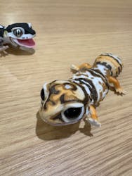 レプタイルズフィーバー2025に投稿された画像（2025/7/6）