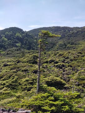 北八ヶ岳ロープウェイに投稿された画像（2025/7/6）