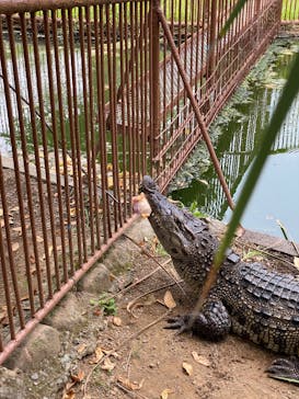 熱川バナナワニ園に投稿された画像（2025/7/6）