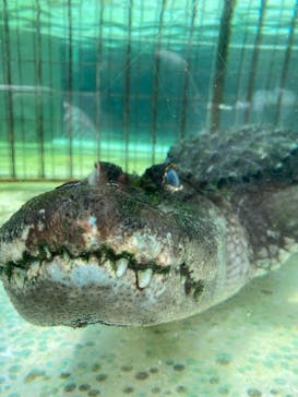 熱川バナナワニ園に投稿された画像（2025/7/6）