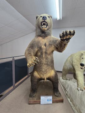 奥飛騨クマ牧場に投稿された画像（2025/7/6）