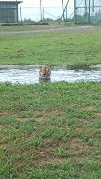 岩手サファリパークに投稿された画像（2025/7/6）