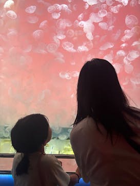 アクアワールド茨城県大洗水族館に投稿された画像（2025/7/6）