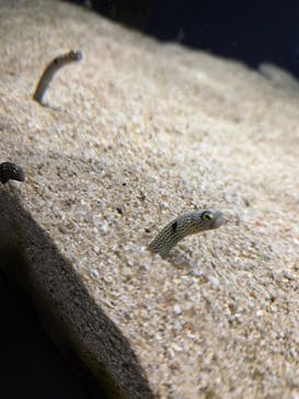 スマートアクアリウム静岡に投稿された画像（2025/7/6）