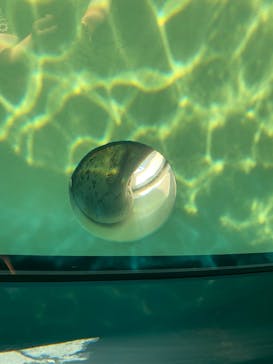 しながわ水族館に投稿された画像（2025/7/6）