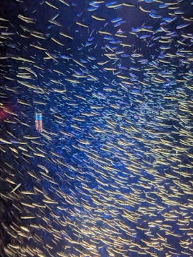 大分マリーンパレス水族館 「うみたまご」に投稿された画像（2025/7/6）