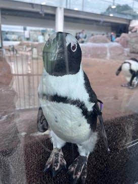 京都水族館に投稿された画像（2025/7/6）