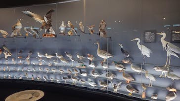 滋賀県立琵琶湖博物館に投稿された画像（2025/7/6）