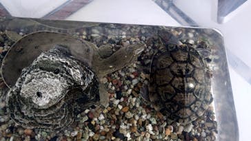 滋賀県立琵琶湖博物館に投稿された画像（2025/7/6）