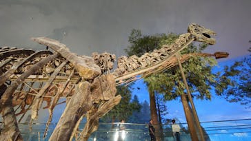 福井県立恐竜博物館に投稿された画像（2025/7/6）