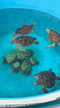 沖縄美ら海水族館に投稿された画像（2025/7/6）