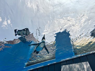 サンシャイン水族館に投稿された画像（2025/7/7）