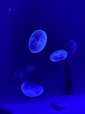 サンシャイン水族館に投稿された画像（2025/7/7）