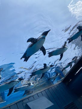 サンシャイン水族館に投稿された画像（2025/7/7）