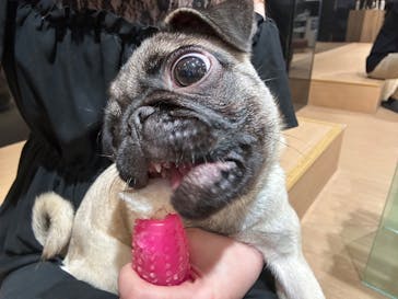 ぶさかわcafe 京都河原町店に投稿された画像（2025/7/7）