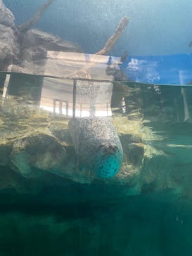 アクアワールド茨城県大洗水族館に投稿された画像（2025/7/7）