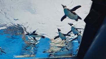サンシャイン水族館に投稿された画像（2025/7/7）
