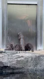 仙台うみの杜水族館に投稿された画像（2025/7/7）