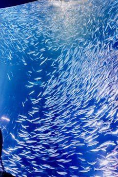 名古屋港水族館に投稿された画像（2025/7/7）