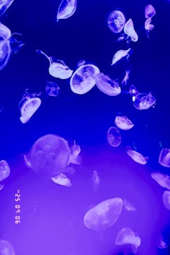 名古屋港水族館に投稿された画像（2025/7/7）