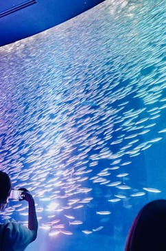 名古屋港水族館に投稿された画像（2025/7/7）