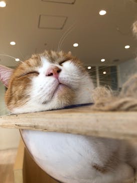 Cat Café MOFF グランベリーパーク店に投稿された画像（2025/7/7）