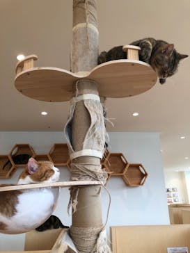 Cat Café MOFF グランベリーパーク店に投稿された画像（2025/7/7）